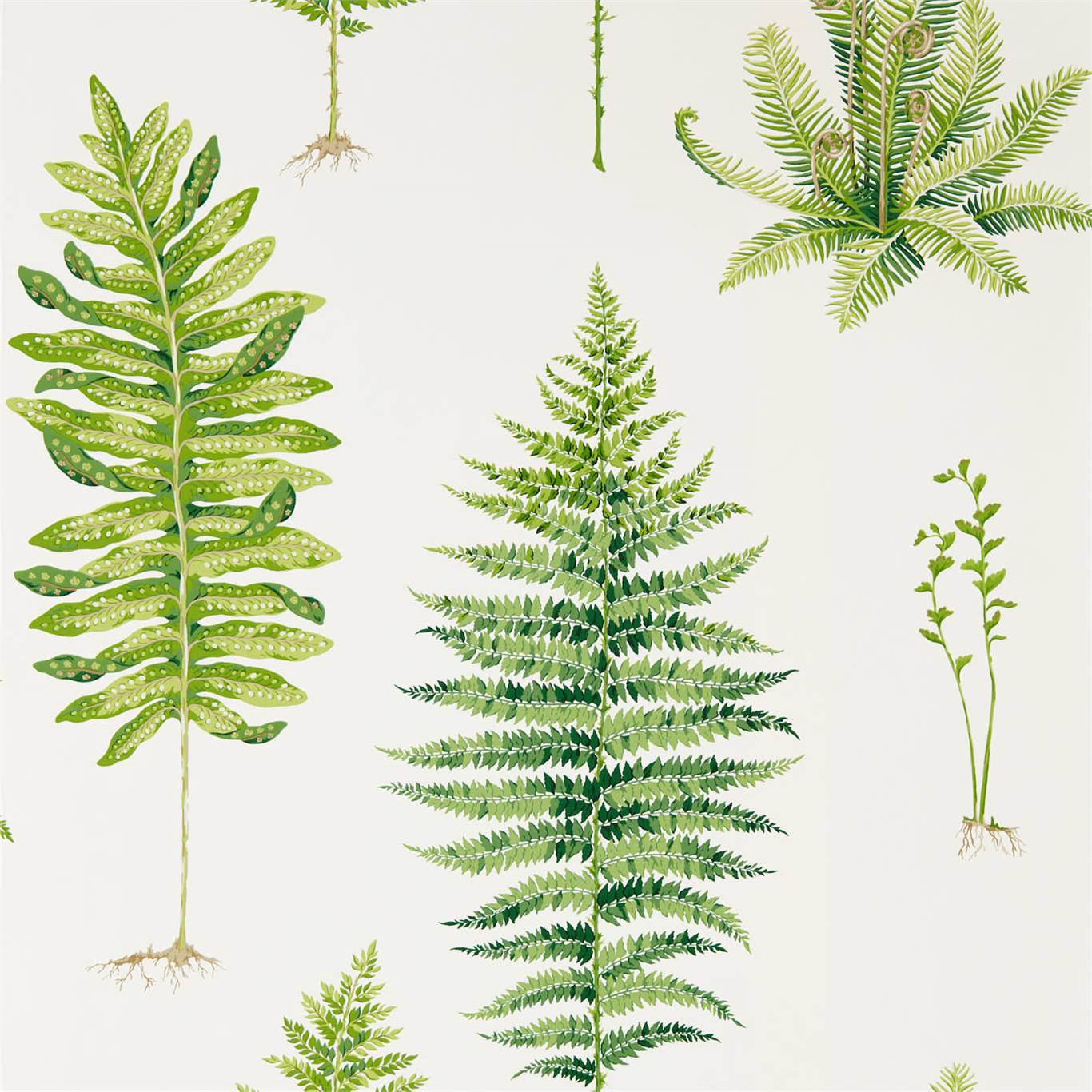 Sanderson Fernery Wallpaper – Morris Wallpaper