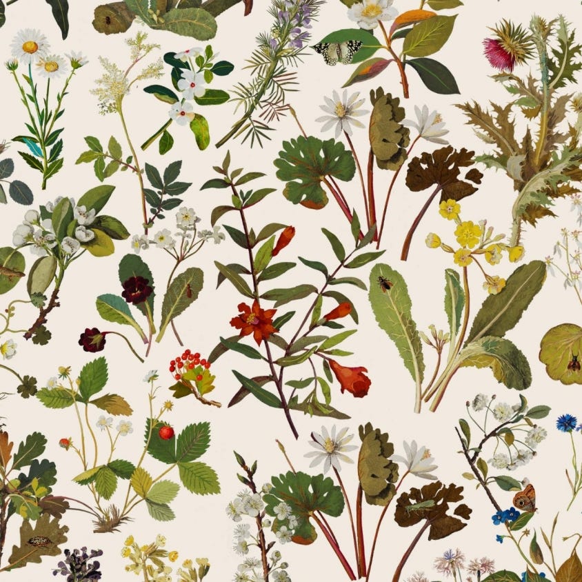 Herbarium Wallpaper - Ecru - House of Hackney - 1-WA-HER-DI-ECR-XXX - Morris Wallpaper