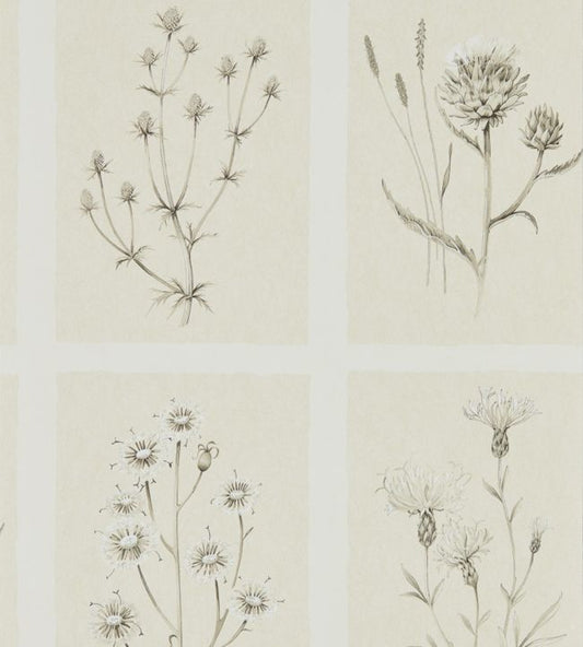 Little Thistles Wallpaper - Ecru - DEBB216511 - Sanderson - Morris Wallpaper