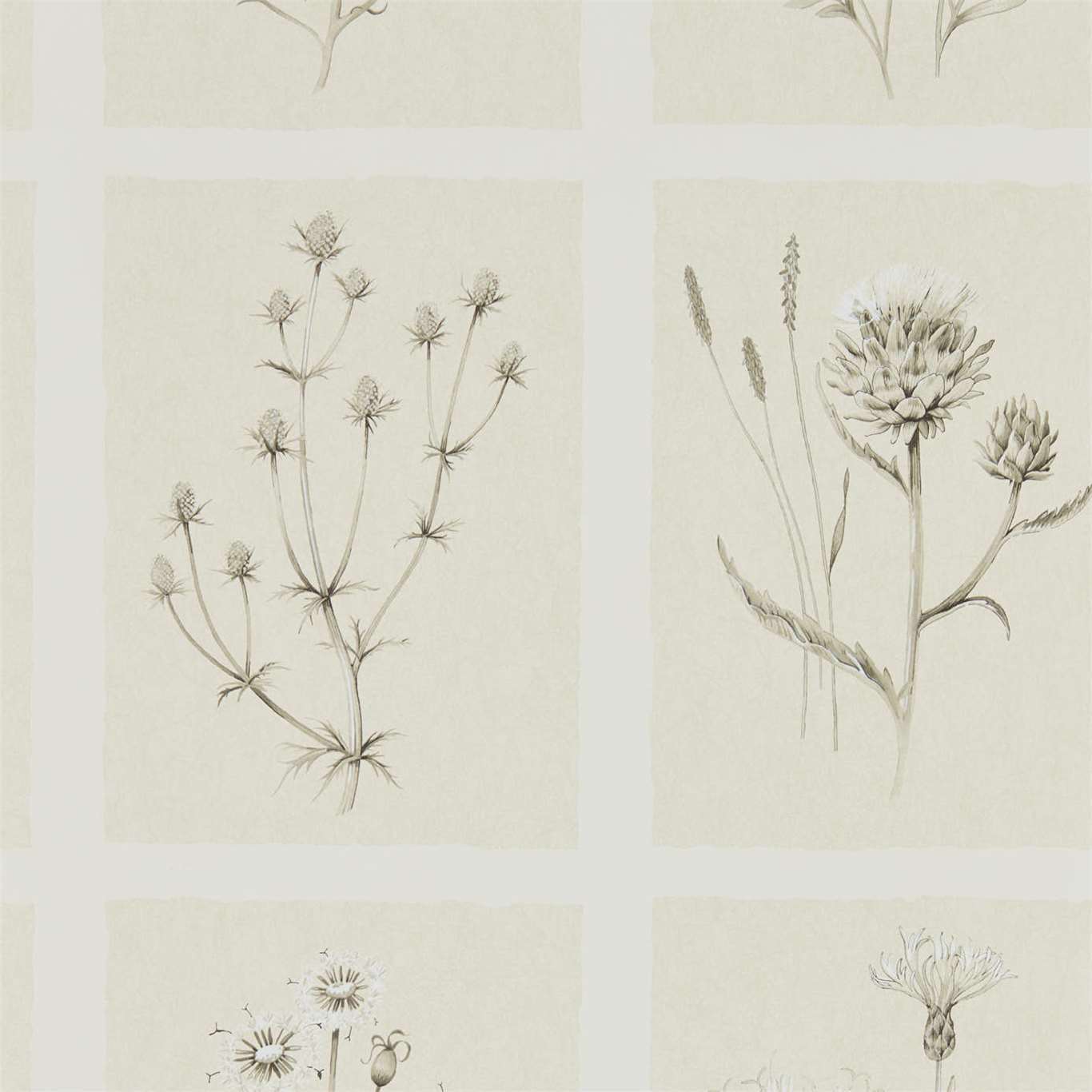 Little Thistles Wallpaper - Ecru - Sanderson - DEBB216511