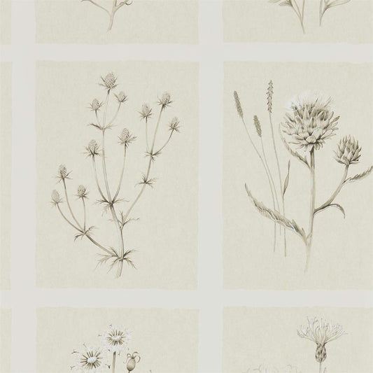Little Thistles Wallpaper - Ecru - Sanderson - DEBB216511