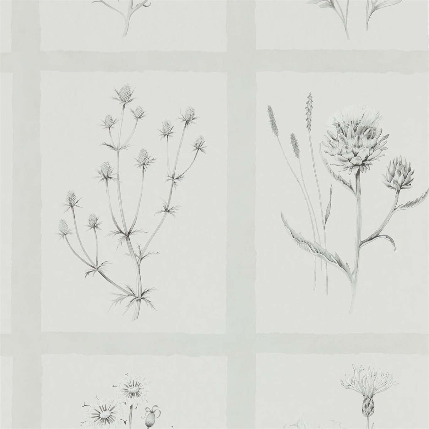 Little Thistles Wallpaper - Pewter - Sanderson - DEBB216512