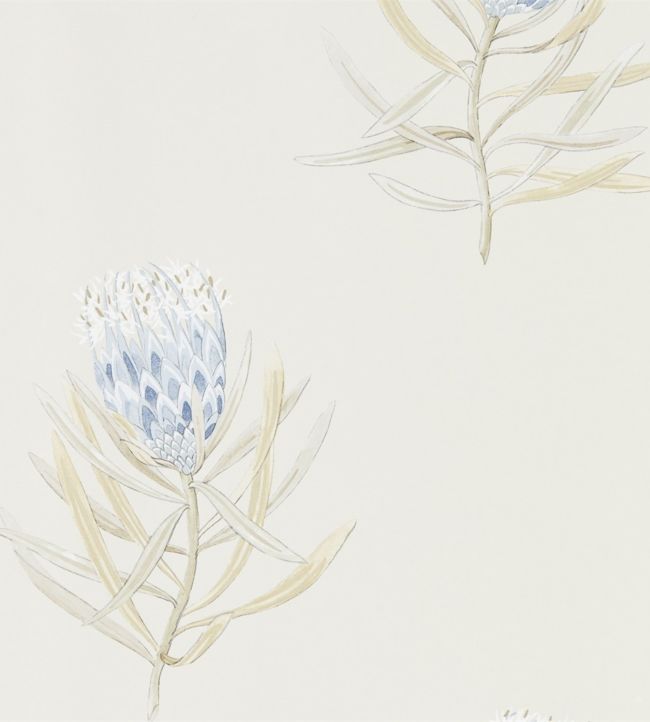 Protea Flower Wallpaper - China Blue/Canvas - DART216327 - Sanderson - Morris Wallpaper