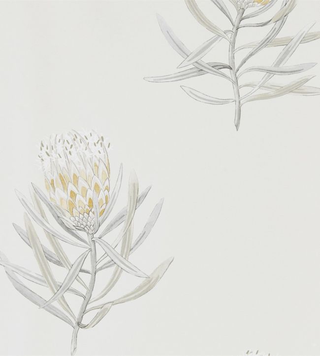 Protea Flower Wallpaper - Daffodil/Natural - DART216328 - Sanderson - Morris Wallpaper