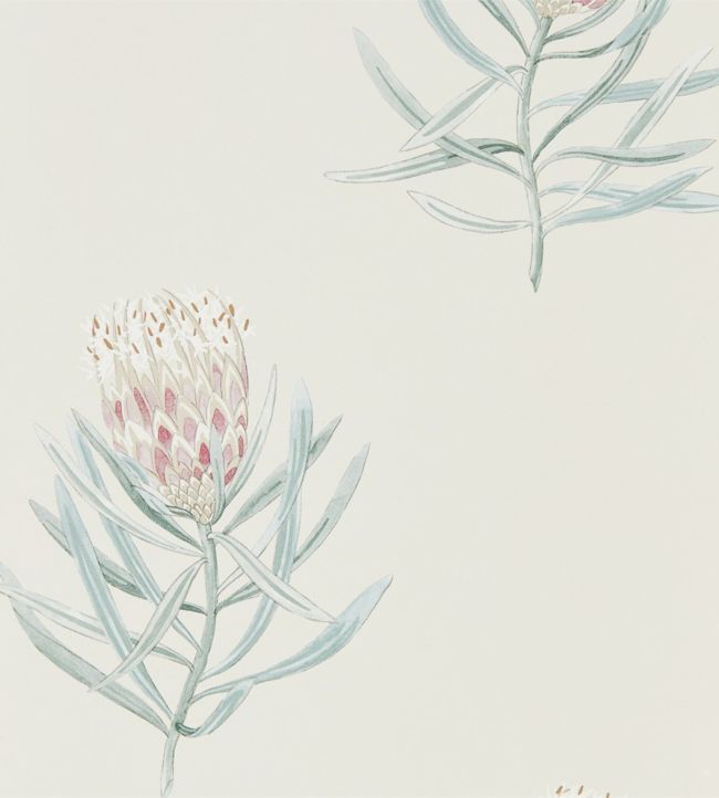 Protea Flower Wallpaper - Porcelain/Blush - DART216330 - Sanderson - Morris Wallpaper