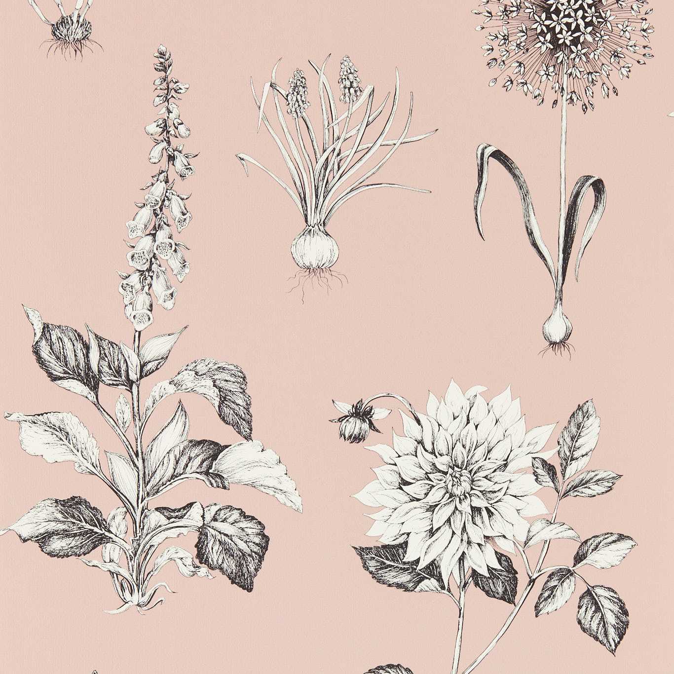 Roseraie Wallpaper - Blush - Clarke & Clarke - W0197/01 - Morris Wallpaper