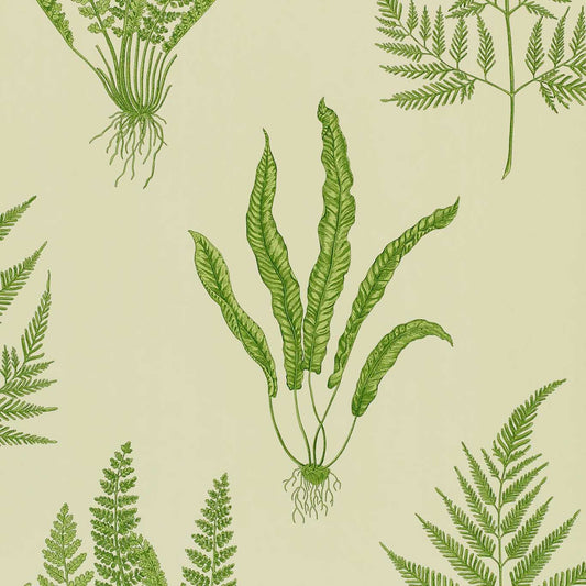 Woodland Ferns Wallpaper - Green - DAPGWO102 - Sanderson - One Sixty - Morris Wallpaper